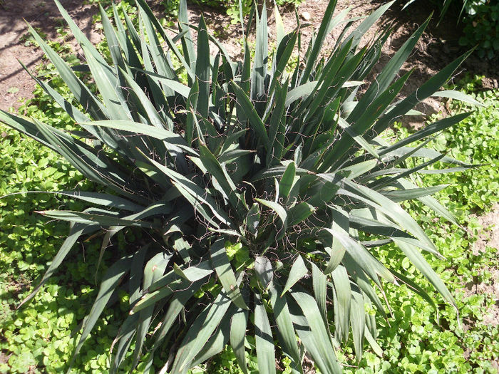 yucca filamentosa 6 lei planta 40 cm