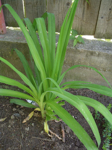 hemerocallis orange comun 5 lei firul - a Disponibil 2014