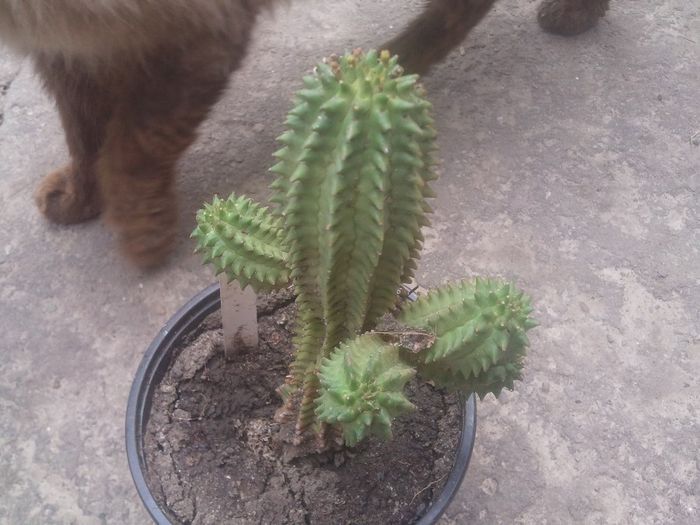 2014-04-27 12.58.36 - cactusi