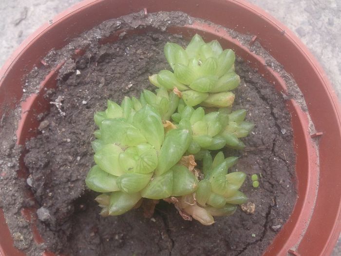 2014-04-27 12.58.55 - cactusi