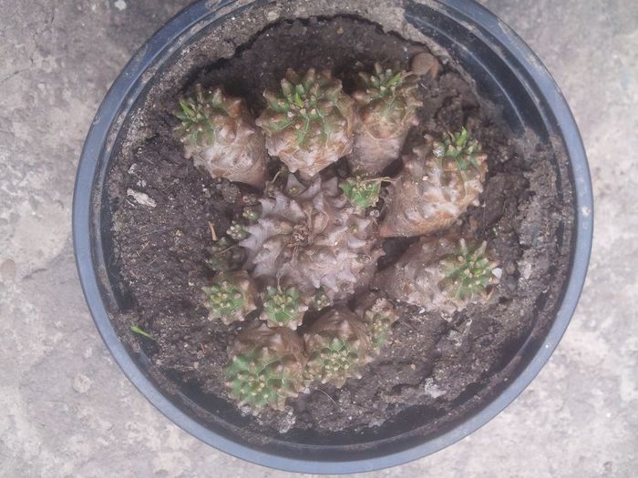 2014-04-27 12.59.08 - cactusi