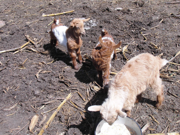 CIMG1109 - poze pentru Marius