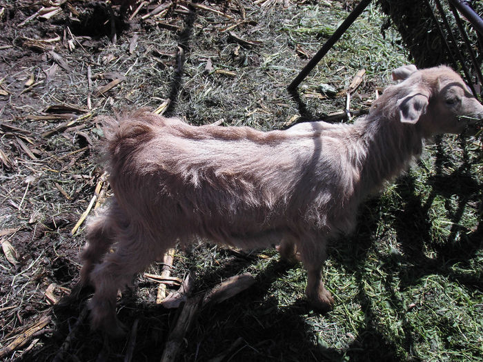 CIMG1110 - poze pentru Marius