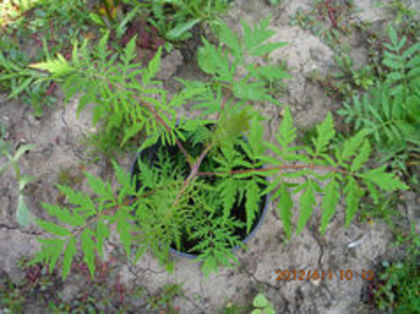 Rhus typhina 6 lei 8-10 cm