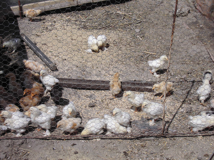 CIMG1082 - poze pentru Marius