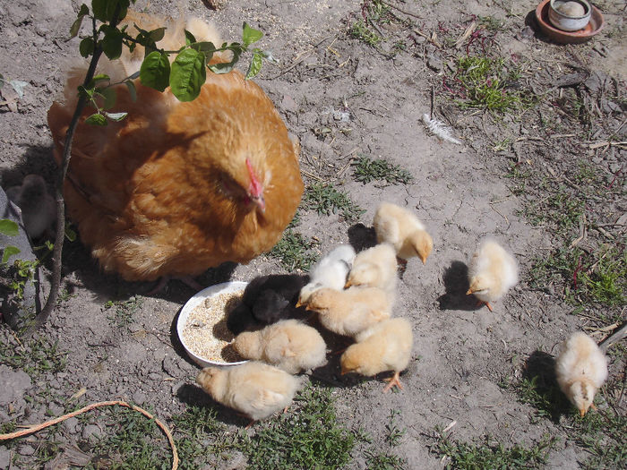 CIMG1083 - poze pentru Marius