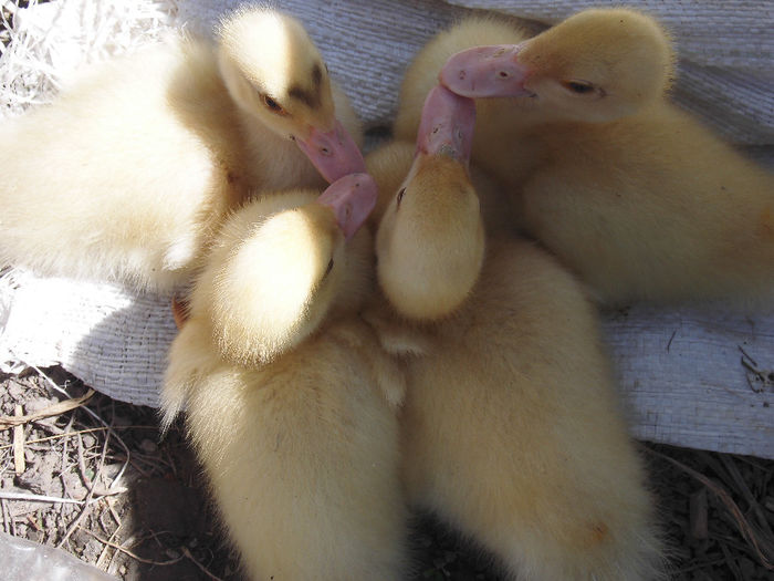 CIMG1085 - poze pentru Marius