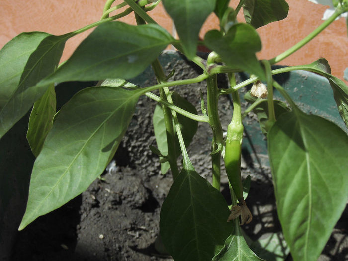 CIMG1089 - poze pentru Marius