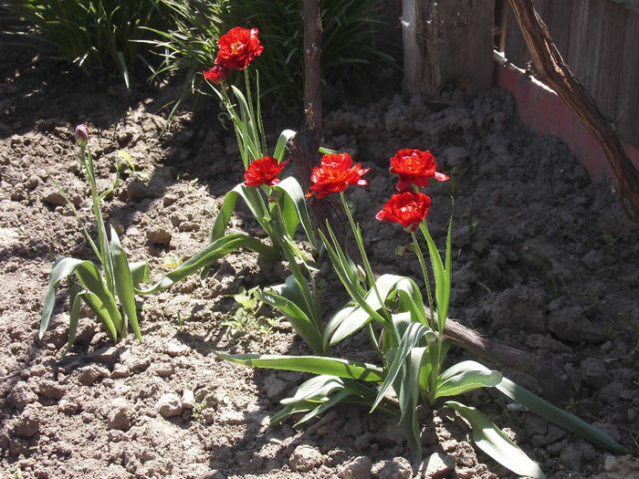 CIMG1090 - poze pentru Marius