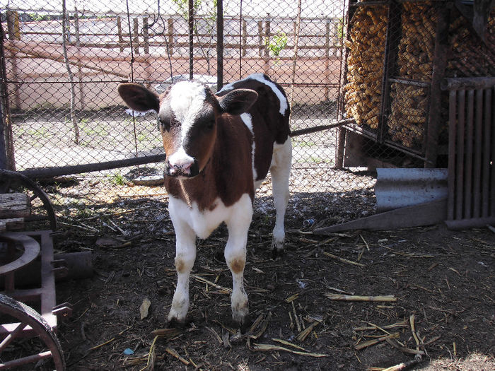 CIMG1092 - poze pentru Marius