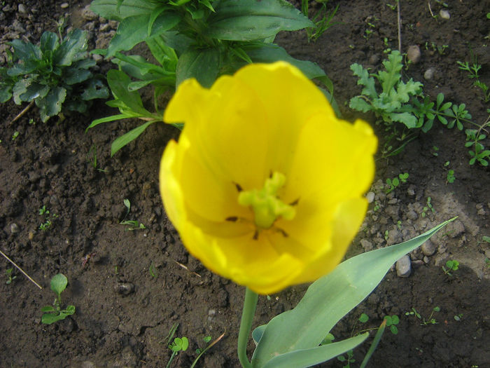 natura colorata 002 - In gradina mea