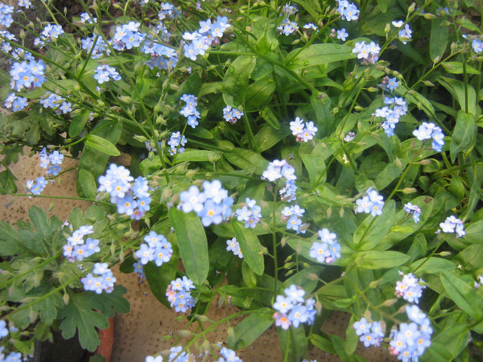 natura colorata 004 - In gradina mea