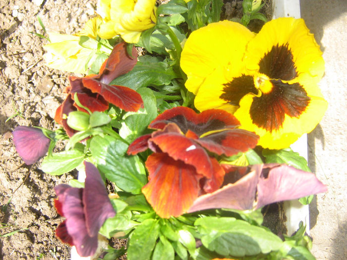 natura colorata 006 - In gradina mea