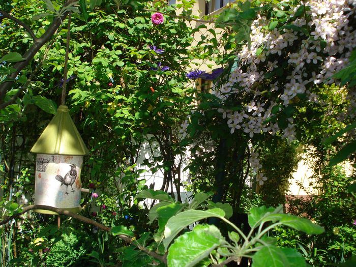 DSC07347 - Clematis 2014