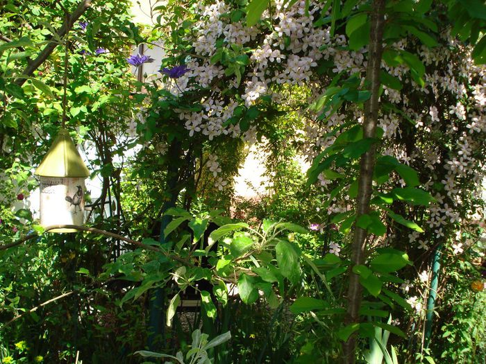 DSC07350 - Clematis 2014