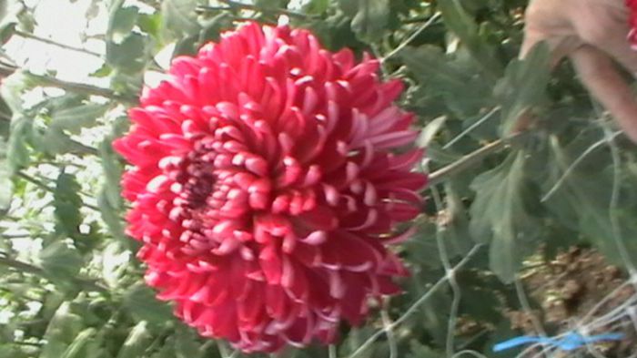 IMGA0777 - 6- crizanteme