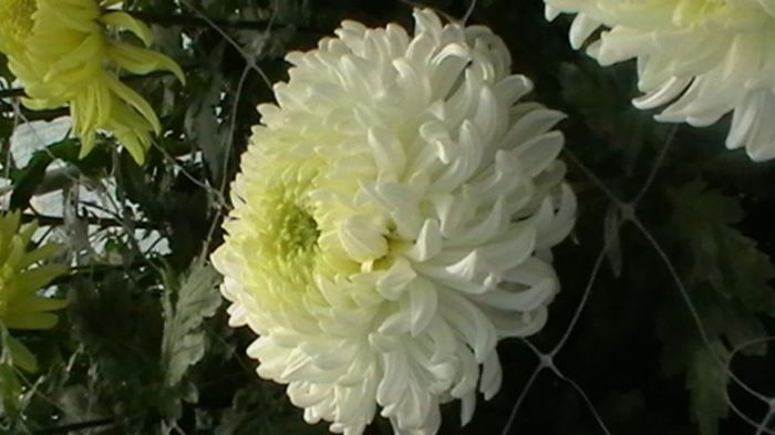 IMGA0778 - 6- crizanteme