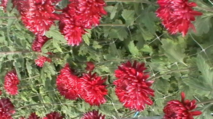 IMGA0779 - 6- crizanteme