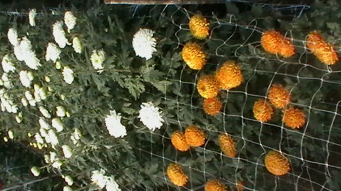 IMGA0780 - 6- crizanteme
