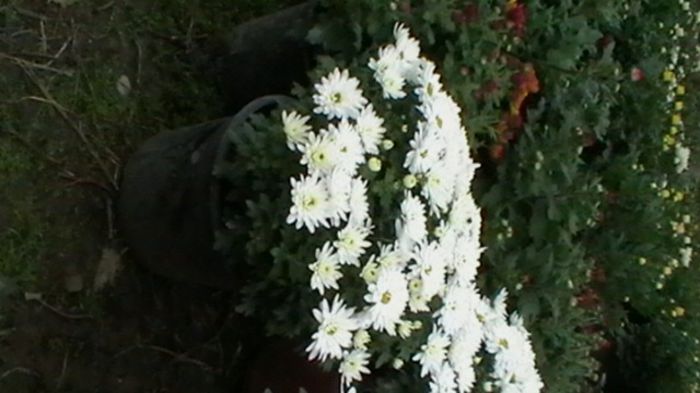 IMGA0786 - 6- crizanteme