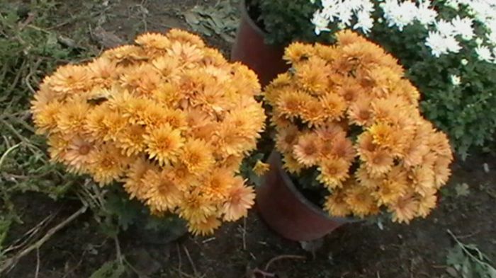 IMGA0787 - 6- crizanteme