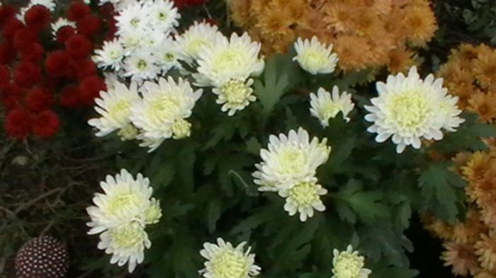 IMGA0791 - 6- crizanteme
