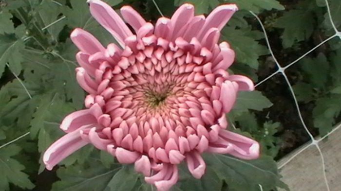 IMGA0792 - 6- crizanteme