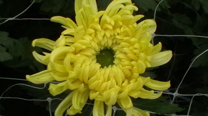 IMGA0793 - 6- crizanteme