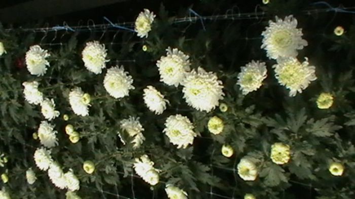 Copy of IMGA0781 - 6- crizanteme
