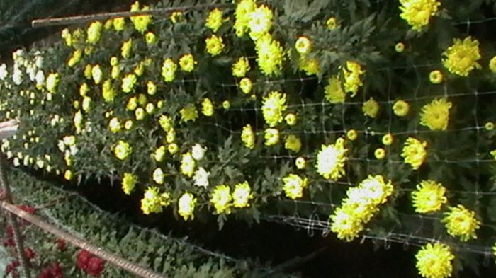 Copy of IMGA0783 - 6- crizanteme