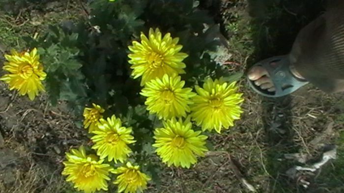 Copy of Copy of IMGA0775 - 6- crizanteme