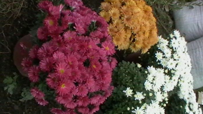 Copy of IMGA0790 - 6- crizanteme