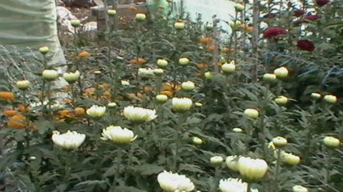 Copy of IMGA0796 - 6- crizanteme