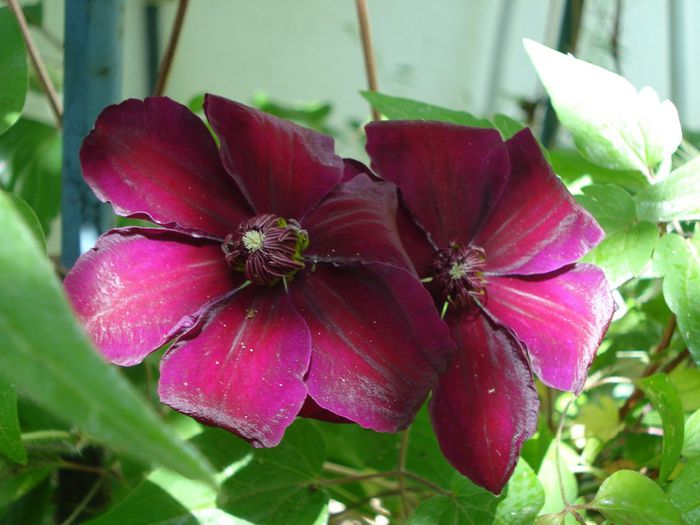 DSC07376 - Clematis 2014