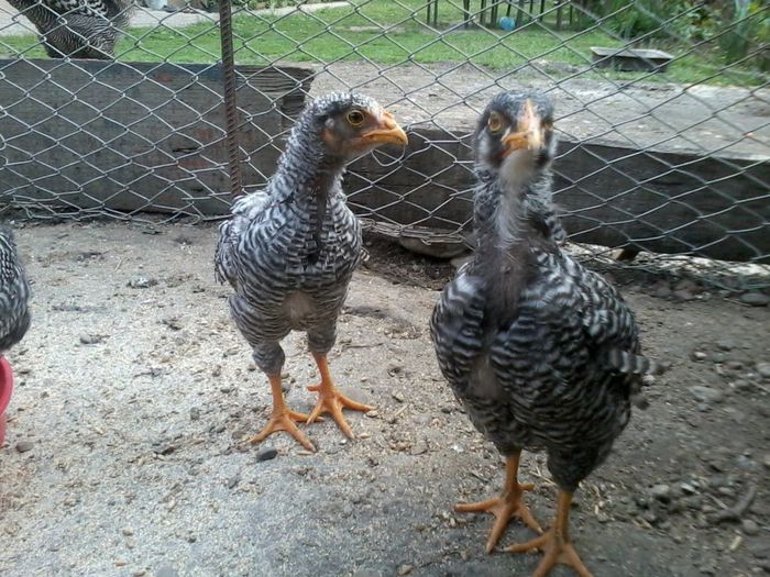 barred rock
