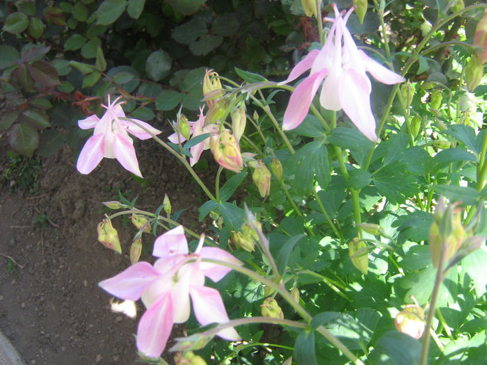 caldarusele mele 001 - In gradina mea