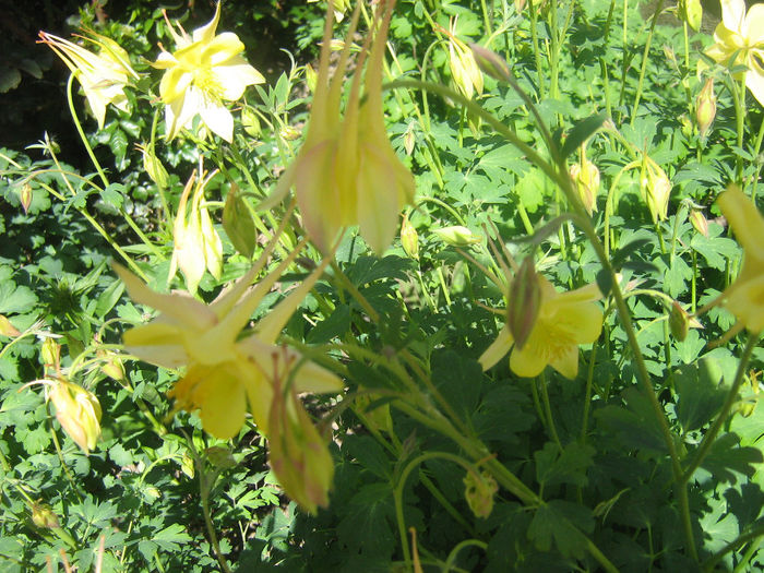 caldarusele mele 002 - In gradina mea