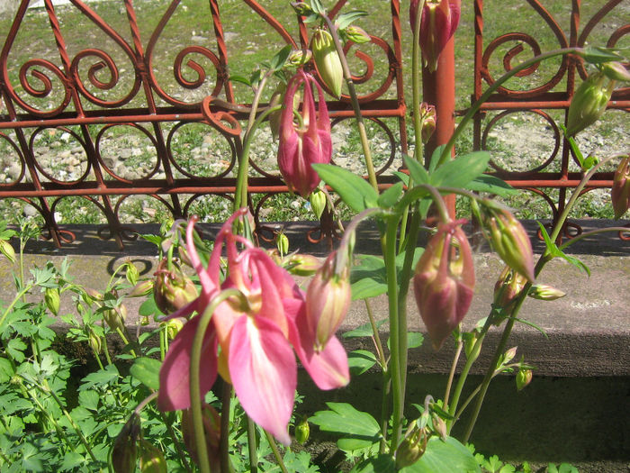 caldarusele mele 004 - In gradina mea