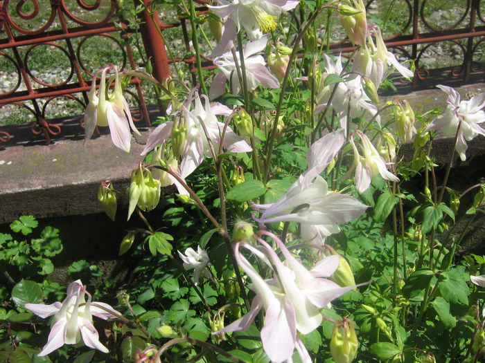 caldarusele mele 005 - In gradina mea