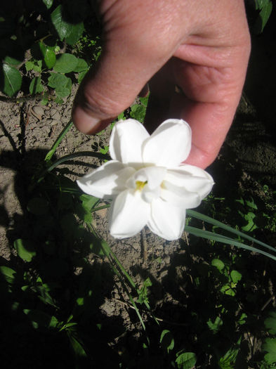 gradina mea 001 - In gradina mea