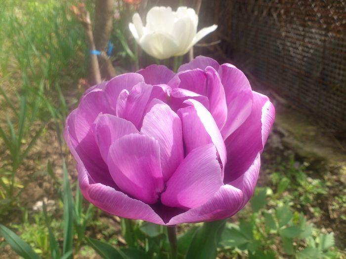 DSC_4186 - Florile mamei 2014