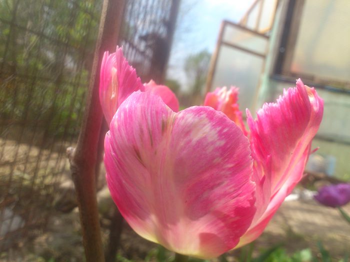 DSC_4204 - Florile mamei 2014