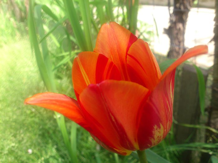 DSC_4282 - Florile mamei 2014