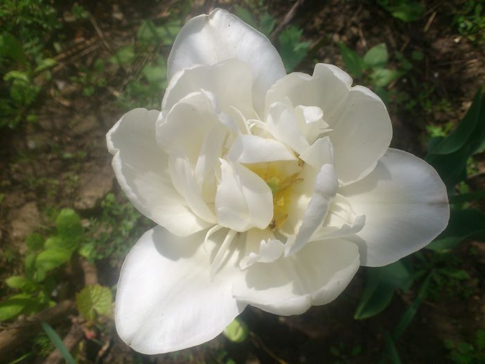 DSC_4192 - Florile mamei 2014