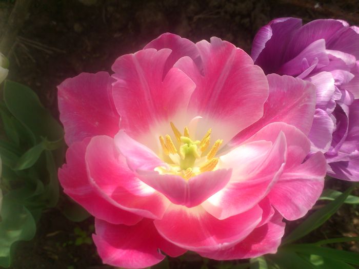 DSC_4208 - Florile mamei 2014