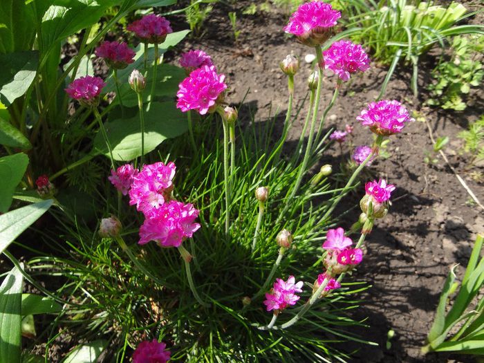 ARMERIA MARITIMA SPLENDENS /-LIMBA PEŞTELUI