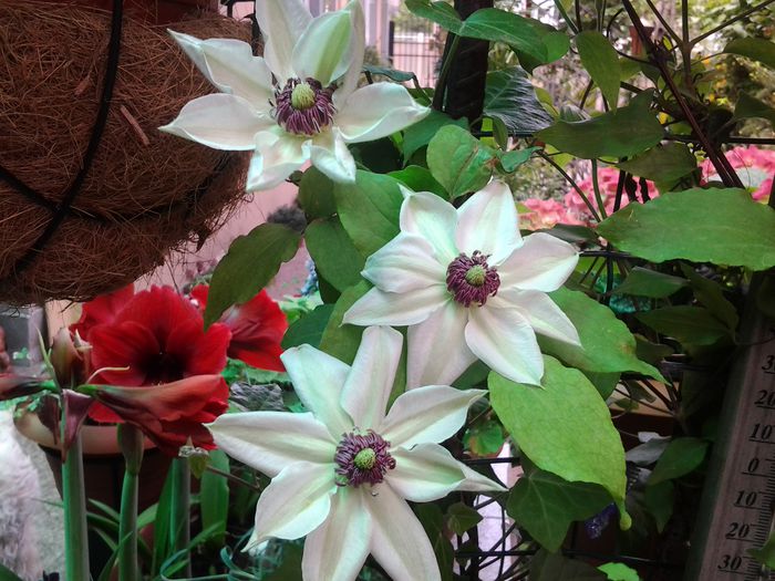clematita alba