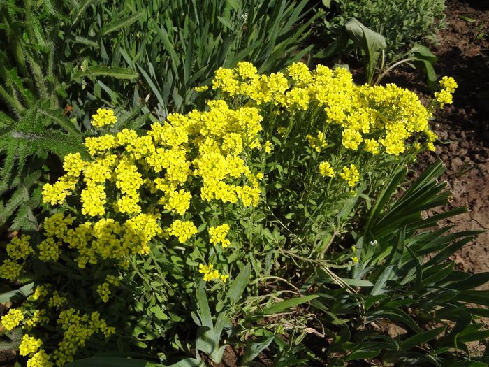 ALYSSUM SAXATILE-CIUCUŞOARA