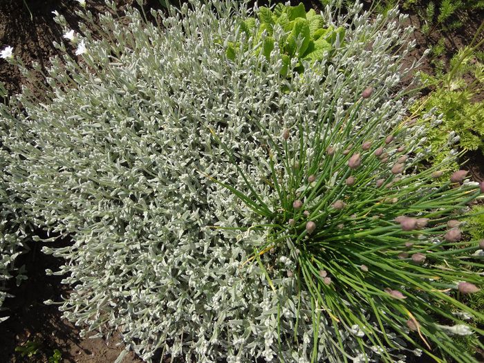Arpagic - Allium schoenoprasum invadat de Cerastium tomentosum - Bulboase