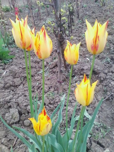 Picture 375 - flori de gradina 2014